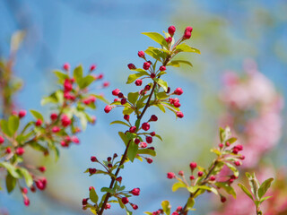 Cherry blossom buds, spring bloom