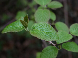 Macro photo of young spring leaves