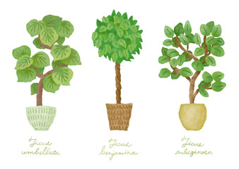 観葉植物のイラストセット１－ウンベラータ・ベンジャミン・フランスゴム