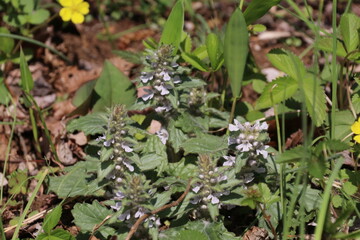 春に花咲く山野草、ジュウニヒトエ(開花前)