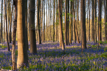 The rising sun illumingating a flowerbed of bluebells in the Hallerbos, on an early spring morning.