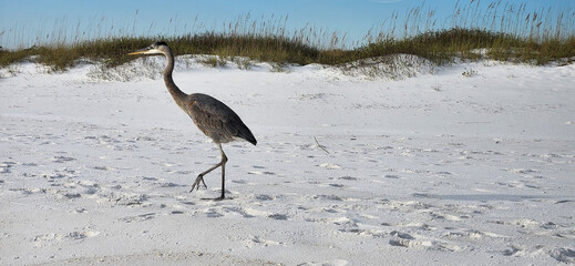A scenic view of a Great Blue Heron walking on the beach at the Gulf Islands National Seashore in Pensacola, Florida.