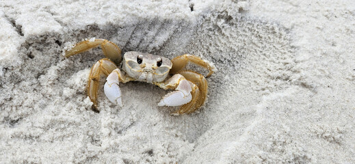A view of a Ghost Crab on the beach at the Gulf Islands National Seashore in Pensacola, Florida.