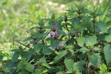 春に花咲く山野草、オドリコソウ。