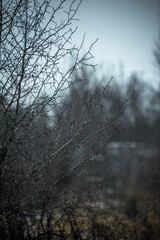 Mystery forest at winter time . Snow and fog. Trees covered snow. Road in the forest .