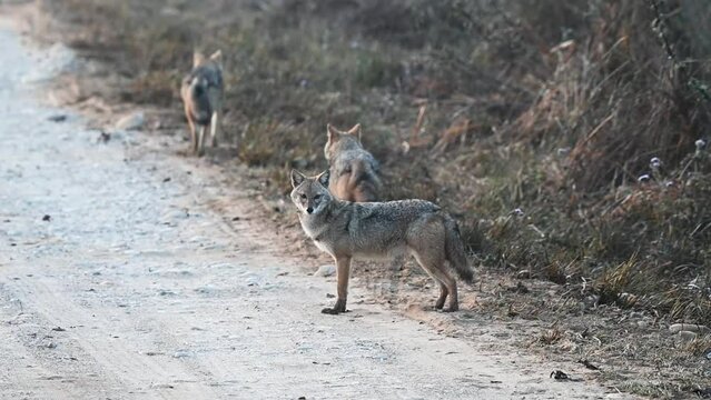 Jackal cubs following their mother on the road in Corbett national park