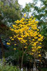 yellow flowers on the tree foreground 
green tree and building background