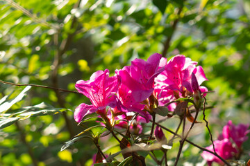 flower under the sun, Purple Azalea in full bloom, Translucent flower foreground
green tree background