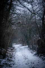 Abandoned house in the forest village at winter. Mystery landscape archittcture. Evening at village. Snow on the roof