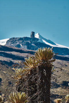 Frailejon del paramos colombia