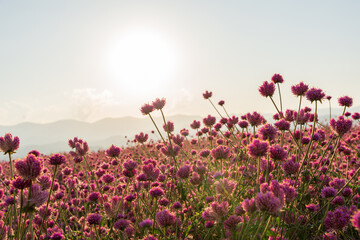 Pink flower in a garden with sunset sky background.Soft focus