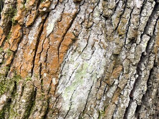 Texture of tree bark. Cracked wood bark. Bright orange-red, gray and green colors of different areas.