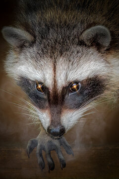 Intense Gaze of a Raccoon with Dextrous Front Paws