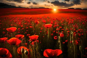 Foto auf Glas red poppy field at sunset,Beautiful red poppies field at sunset. Nature composition. © MSohail