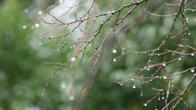Tree branches without leaves in the rain. Bare branches. Water drops. Falling rain. Early spring in the Mediterranean. Nature in spring. Rovinj, Croatia - March 4, 2024