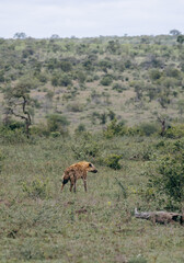 Naklejka na ściany i meble Safari in South African savannah. Summer day in Kruger National Park. Red spotted hyena walk in natural habitat, wild nature, goes near low green trees and bushes. Animals wildlife background