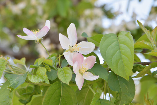 建仁寺のヒメリンゴの花
