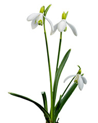 snowdrops isolated on transparent background