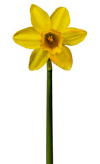 Yellow daffodil isolated on transparent background