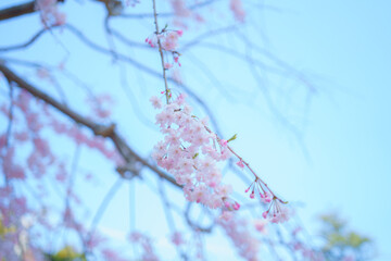 鎌倉に咲く美しい桜の花