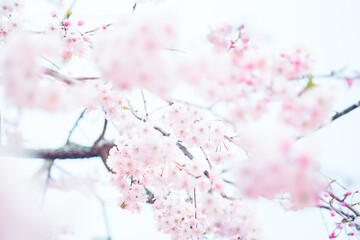 鎌倉に咲く美しい桜の花