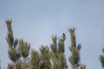 Bird sitting on a tree branch