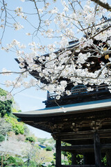 鎌倉に咲く美しい桜の花