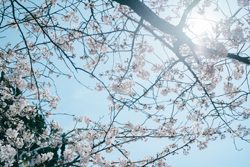 鎌倉に咲く美しい桜の花