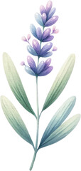 Parent and Baby Lavender watercolor Illustration, A digital drawing of a large lavender plant with smaller blooms, conveying growth and familial bonds.