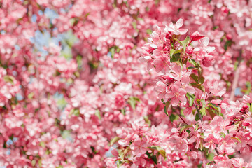 Beautiful apple tree branch at sunlight, spring blooming pink red flowers on blurred bokeh background, Aesthetic nature scenic photo, close up fresh blooms at springtime, seasonal flowering