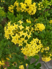 yellow flowers in the garden