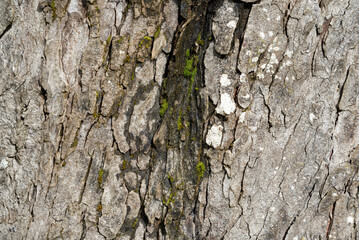 Ecorce bois arbre texture