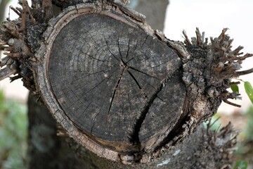 Fototapeta premium Markings of an old branch that was cut down from a big tree.