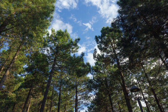 Pine trees in the forest and partly cloudy sky. Carbon neutrality concept photo