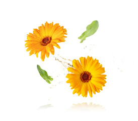 Orange Marigold flower isolated on white background. Calendula medicinal plant, herbal medicine and...