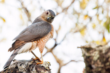 A beautiful hawk, possibly a Cooper's hawk (Accipiter cooperii) perched on a tree. Check ID with an expert. 