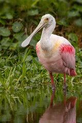 Roseate spoonbill (Platalea ajaja), a pink bird, wading at the water's edge in Perico Preserve, Florida
