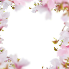 Beautiful pink magnolia flowers frame isolated on white