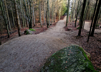 forest in which there is a track for bicycles trail tilted bends one after the other dug in the...