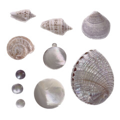 set of elements, beautiful shells and mother-of-pearl jewelry and pearls. png file.