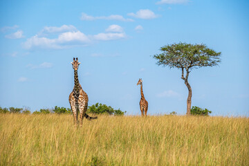 Giraffe family in Masai mara think they are unreachable