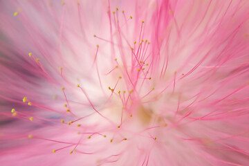 delicate background with flowers of Albizia julibrissin, the Persian silk tree, pink silk tree, mimosa tree