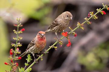 Cute little male and female house finches (Haemorhous mexicanus) perched on a stem with red flowers in a garden in Florida