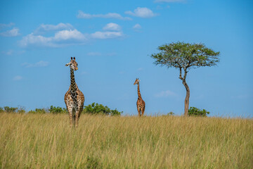 Giraffe family in Masai mara think they are unreachable