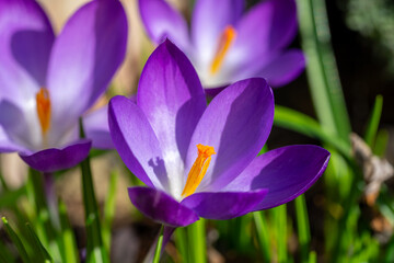 purple crocus flowers in the spring, macro shot