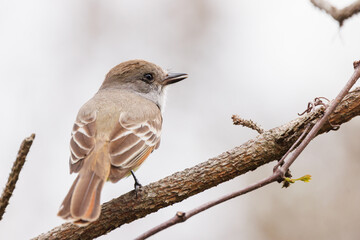 Flycatcher (Myiarchus sp.) in southwest Florida. Possibly a great crested flycatcher, based on the location. However, the Merlin app said it might also be a locally rarer species. Check with an expert
