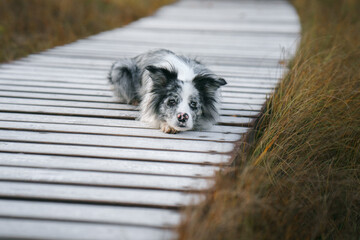 A merle Border Collie dog lies down on a wooden boardwalk amidst tall grass, its eyes conveying a sense of calm curiosity. 