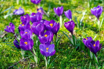many purple crocuses in a park on a meadow