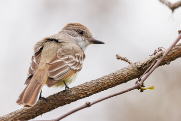 Flycatcher (Myiarchus sp.) in southwest Florida. Possibly a great crested flycatcher, based on the location. However, the Merlin app said it might also be a locally rarer species. Check with an expert