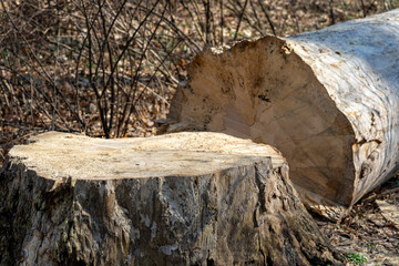 cut tree stump in the park, spring